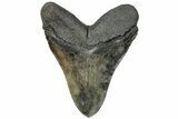 Serrated, Fossil Megalodon Tooth - Beautiful Meg #310395-2